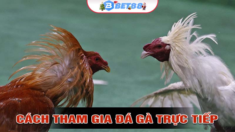 Cách Tham Gia Đá Gà Trực Tiếp Một Cách An Toàn