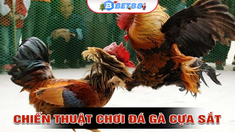 Chiến thuật và tâm lý trong Đá gà cựa sắt