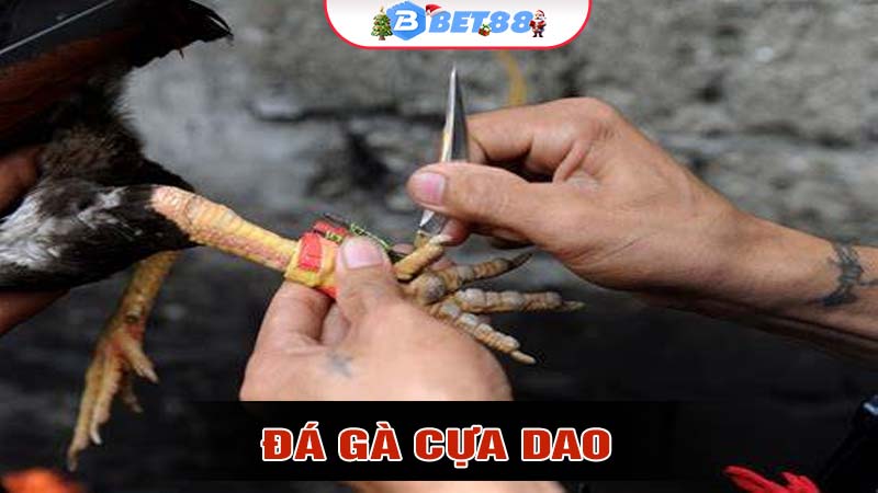 Đá Gà Cựa Dao