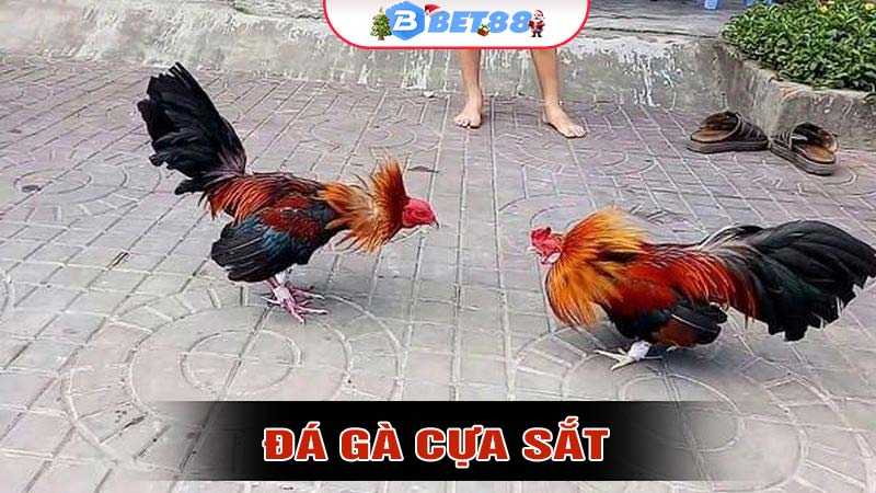 Đá gà cựa sắt