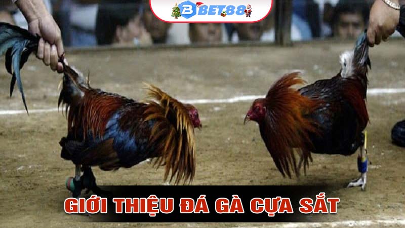 Giới thiệu Đá gà cựa sắt