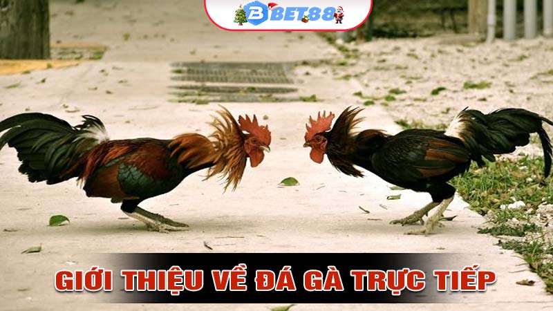 Giới thiệu về đá gà trực tiếp