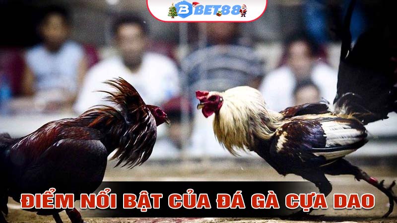 Những điểm nổi bật của đá gà cựa dao hấp dẫn