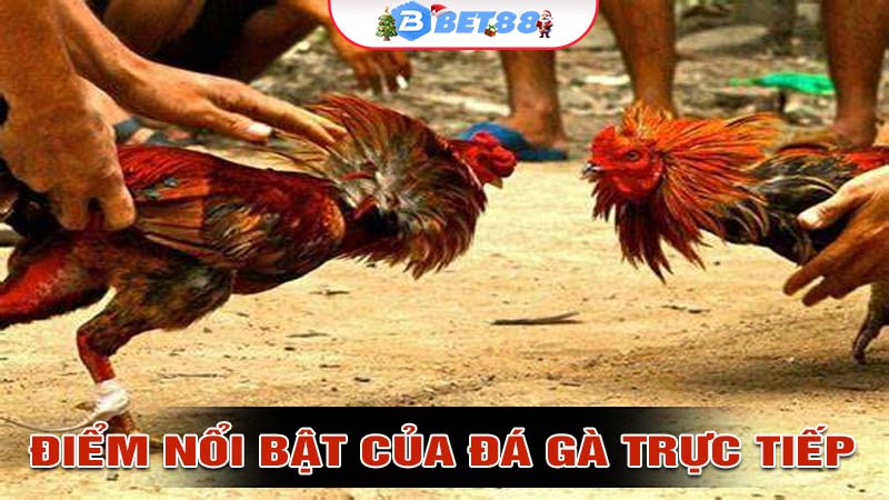 Những điểm nổi bật của đá gà trực tiếp