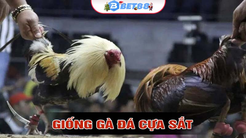 Những giống gà nổi bật trong đá gà cựa sắt