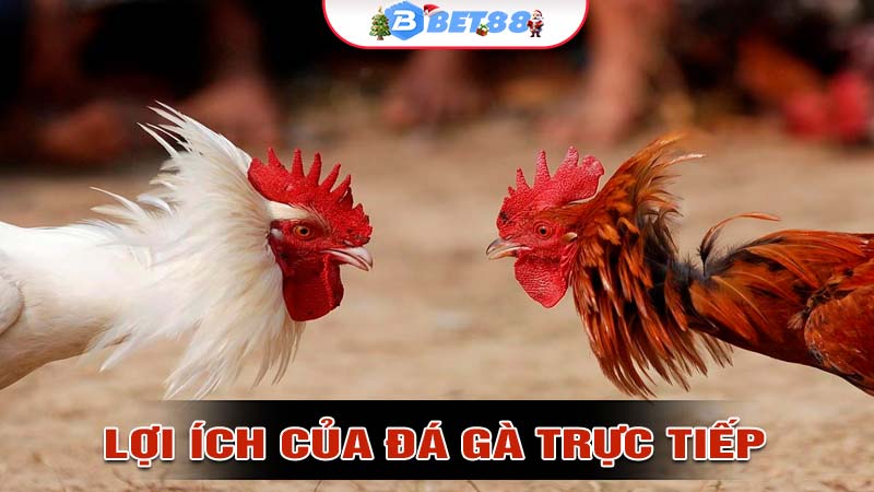 Những lợi ích khi tham gia đá gà trực tiếp