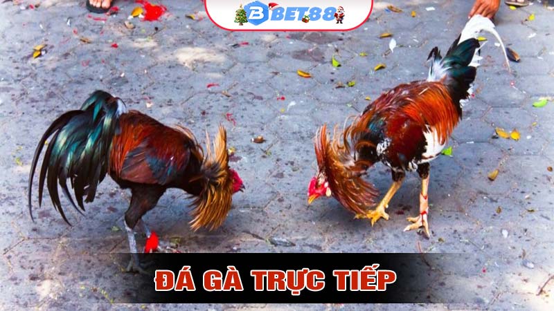 Đá Gà Trực Tiếp